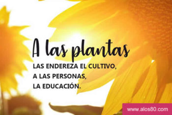plantas frases