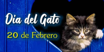 dia del gato