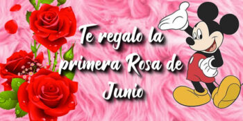rosa junio